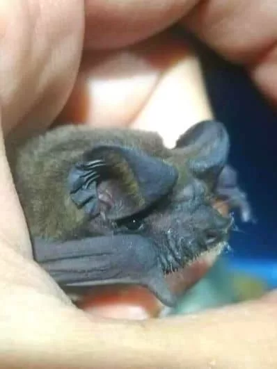 bat-rehab-specialists