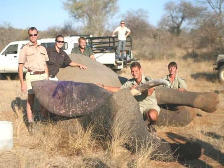 craig-spencer-elephant-collaring