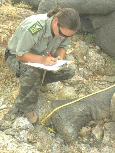 elephant-collaring-elephants-alive