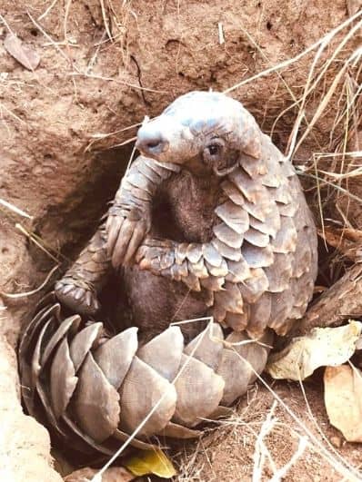 pangolin-fund