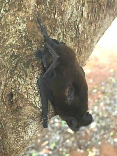 rewild-rehabilitation