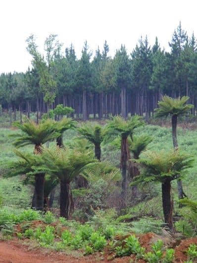 fanie-botha-hike-forests-limpopo