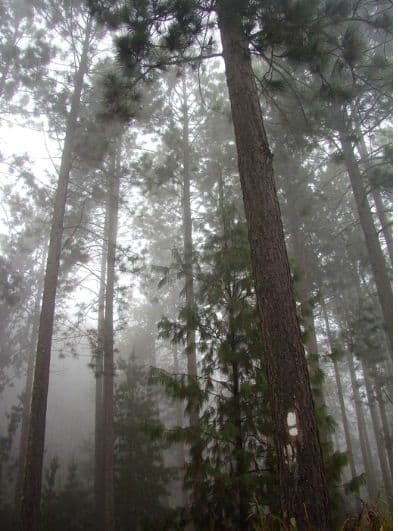 fanie-botha-hike-misty-forest-walks