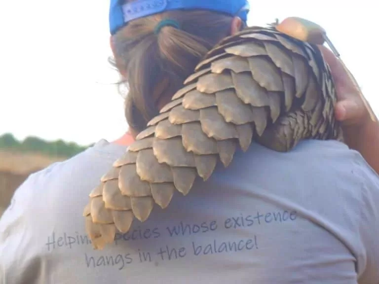 pangolin-rehab-taking-a-pangolin-back-to-an-undisclosed-location-after-a-days-foraging-for-food
