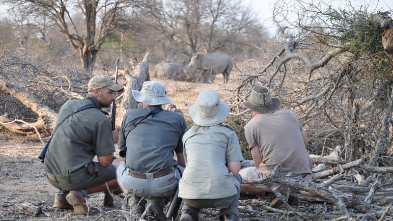 lowveld-rhino