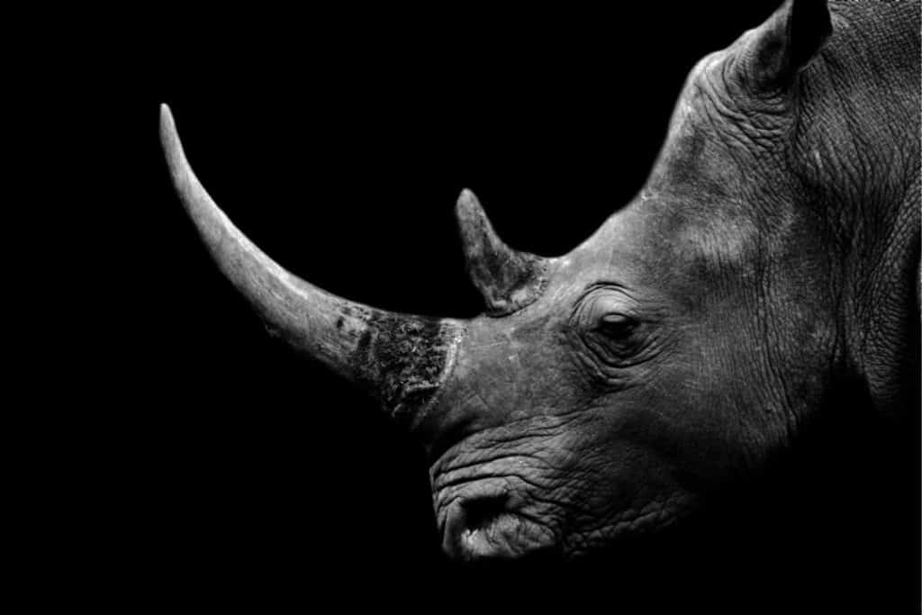 rhino-conservation