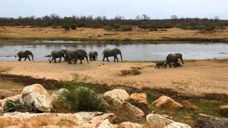 elephants by olifants