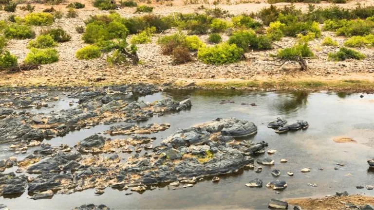 kruger olifants trail