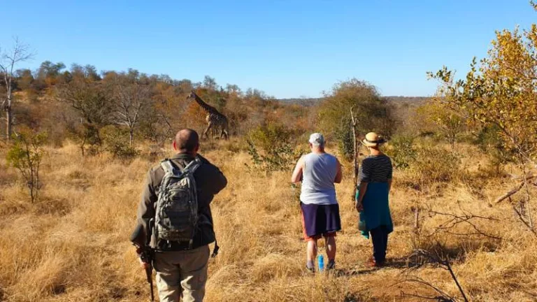 lonely bull backpack trail