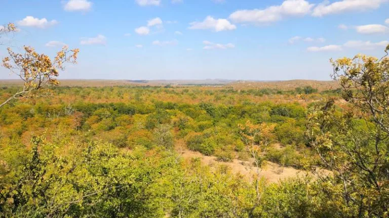 mopani camp lonely bull