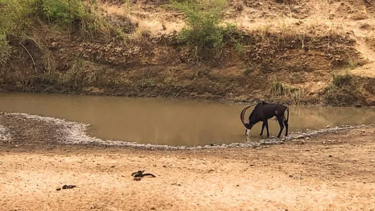 sable drinking in kruger park