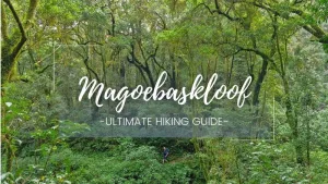 the magoebaskloof hiking trail