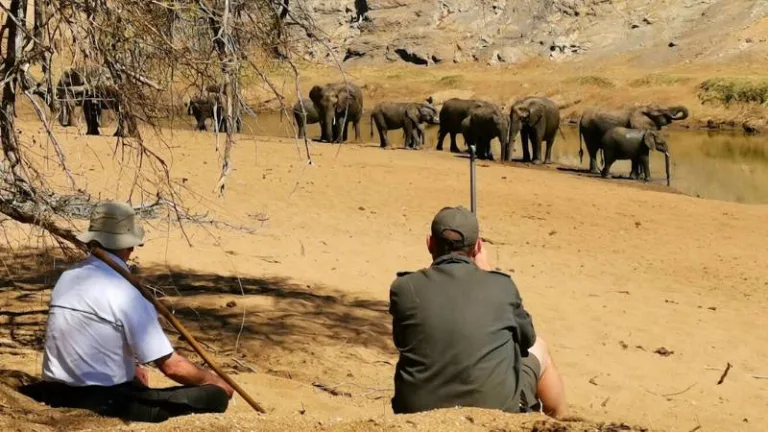 watching elephant on the mphongolo