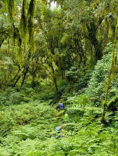 afromontane magoebaskloof forest