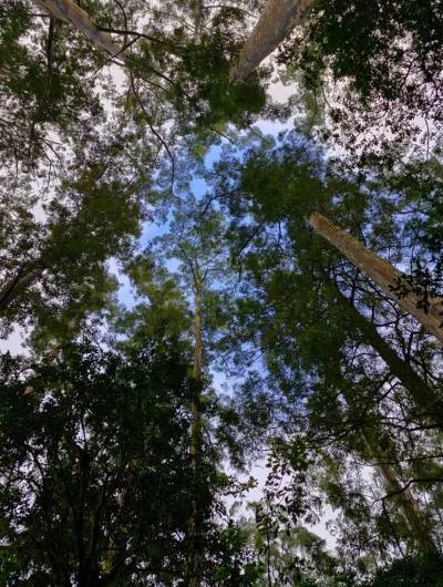 magoebaskloof