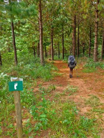 magoebaskloof cultivated forest hiking
