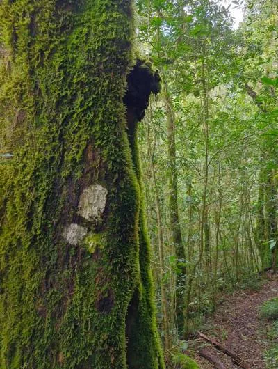 magoebaskloof hiking trail markers