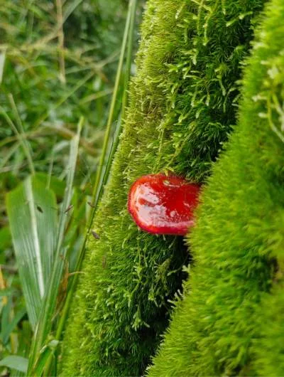 magoebaskloof moss