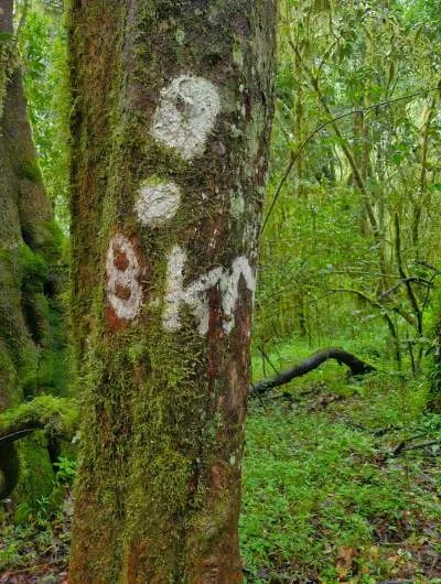 magoebaskloof not 8km