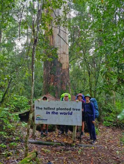 magoebaskloof tallest planted tree