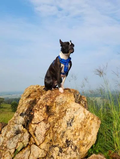 dog hiker on the lookout