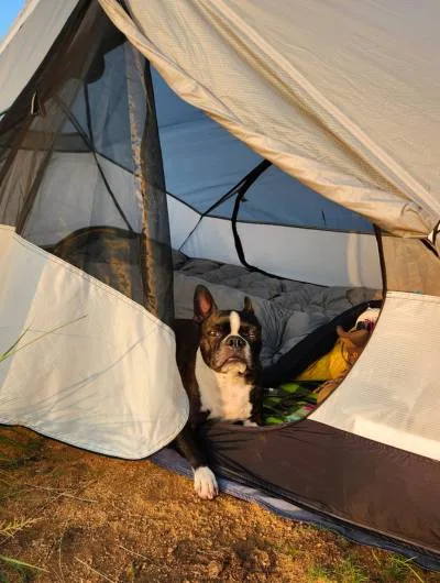 dog in a tent
