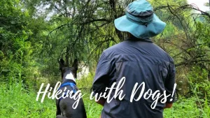 guide to hiking with dogs